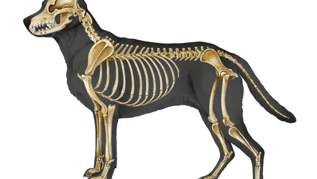 dog-skeleton-1770602737.webp